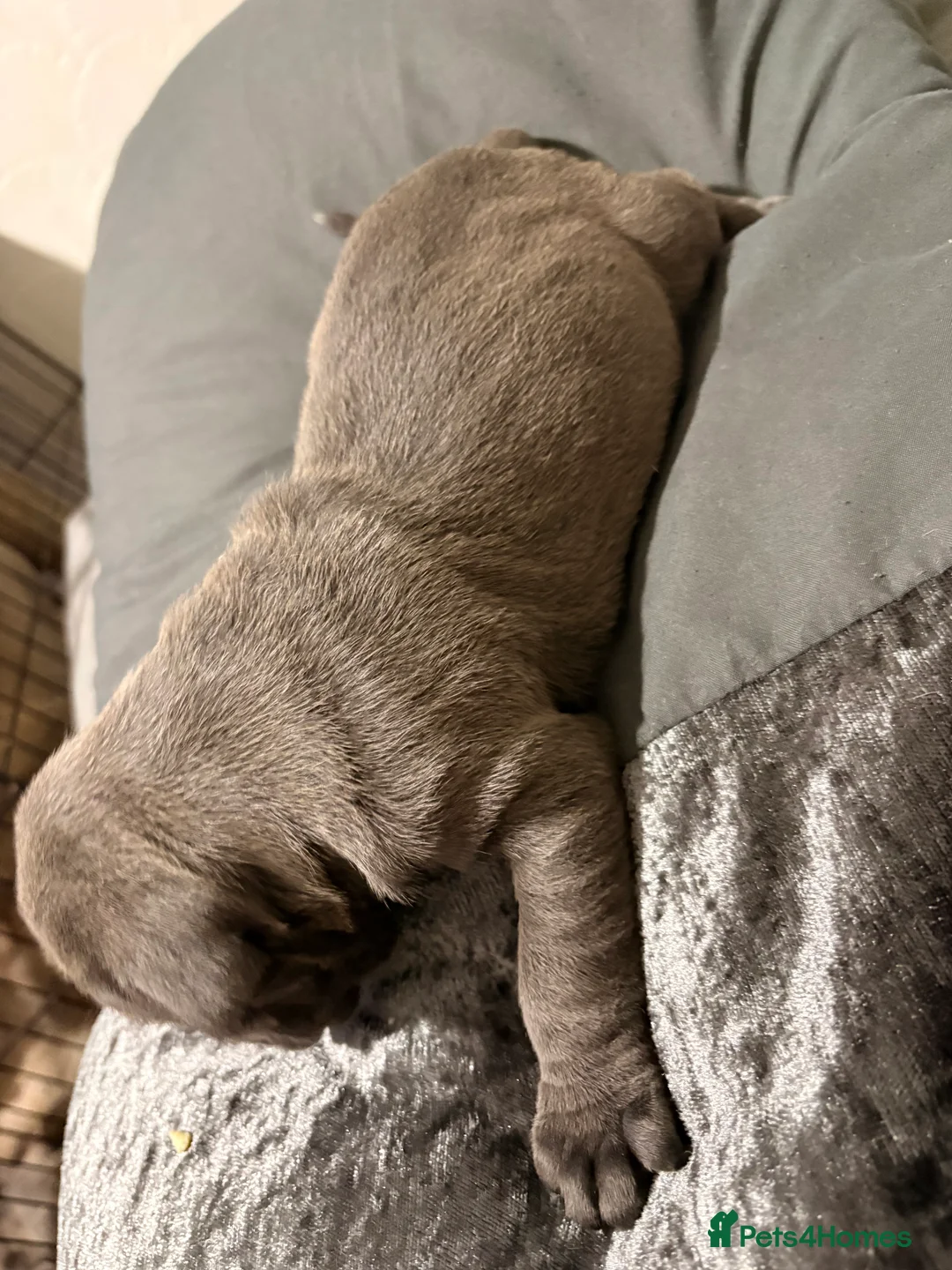 Cane Corso dogs for sale: Beautiful cane corso puppy’s  - Advert 4