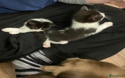 Ragdoll cats for sale: Ragdoll Cross Kittens - Advert 7