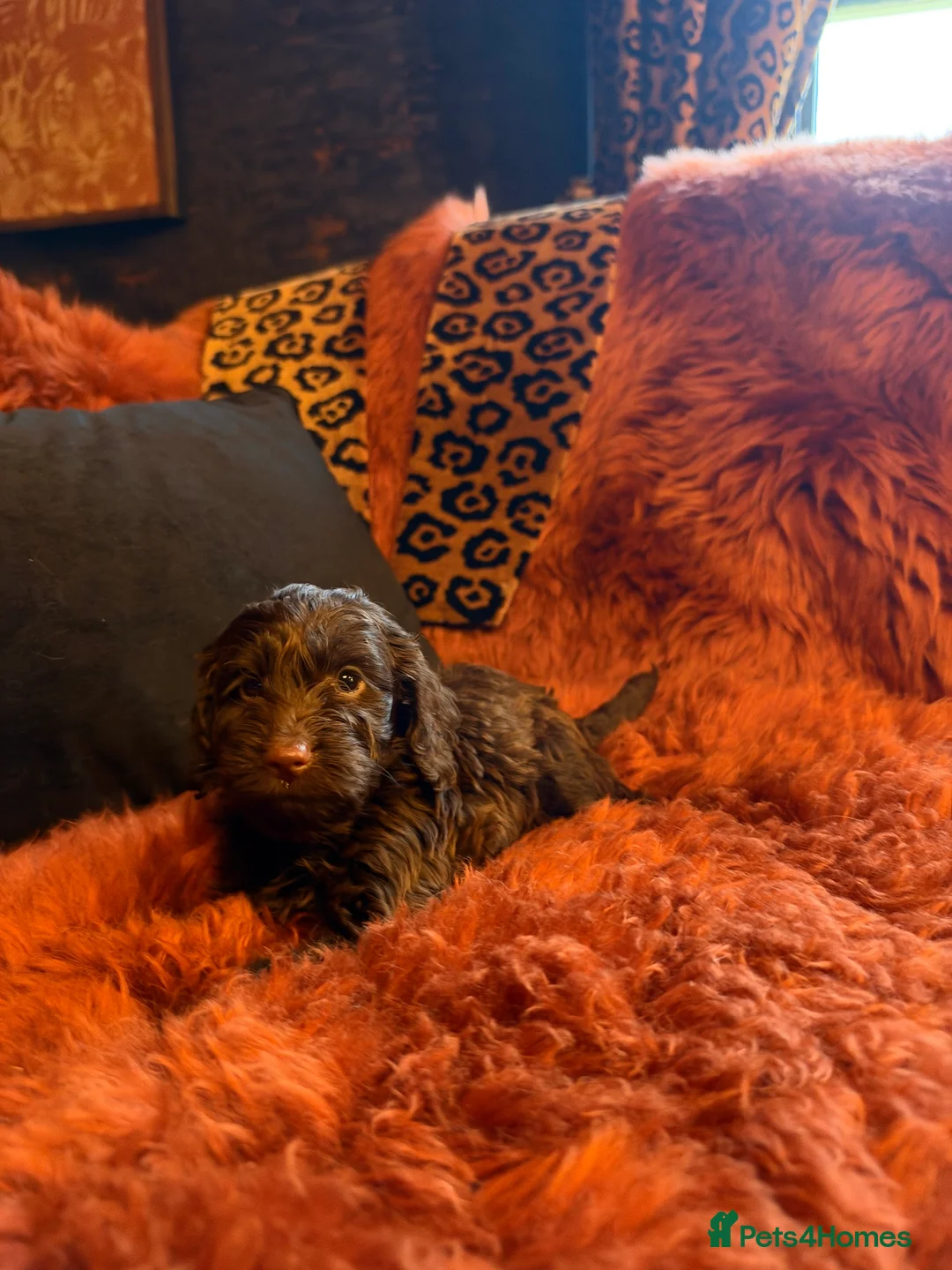 Cockapoo dogs for sale: Adorable Cockapoo Puppies  in Worksop - Advert 11