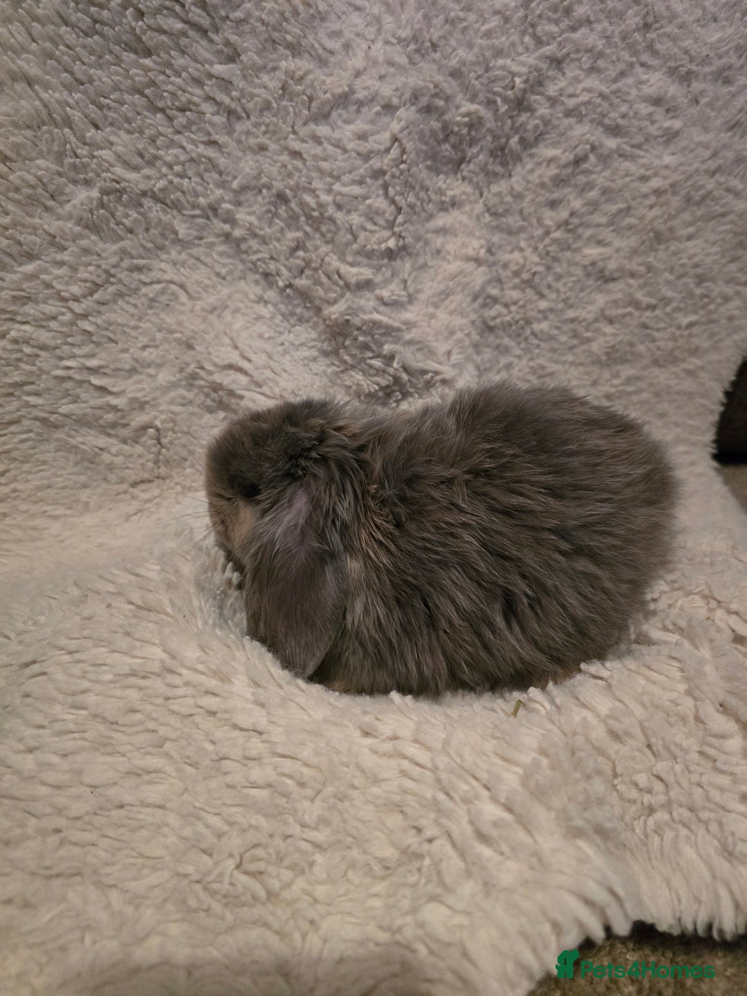 Mini Lion Lop rabbits for sale: Mini lop - Advert 4