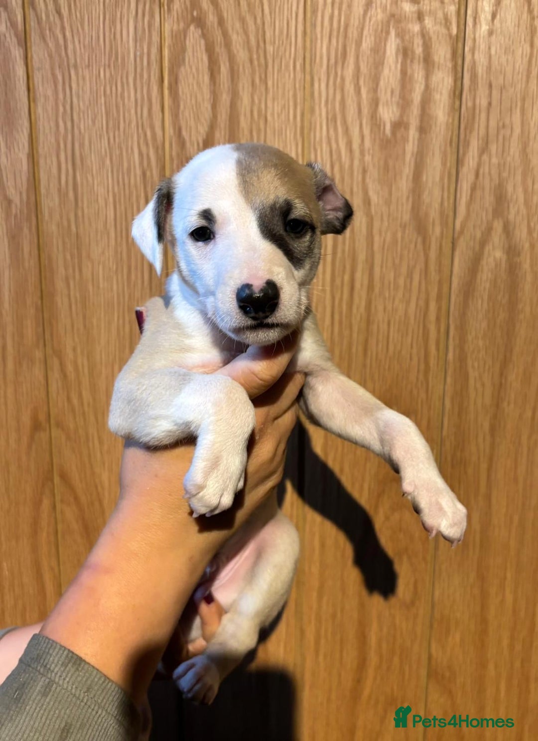 Whippet dogs for sale: 4 KC registered Whippet boys  - Image 9