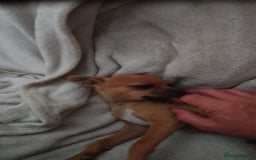Chihuahua dogs for sale: Chihuahua pup looking for a big adventure  in Newmarket - Image 4