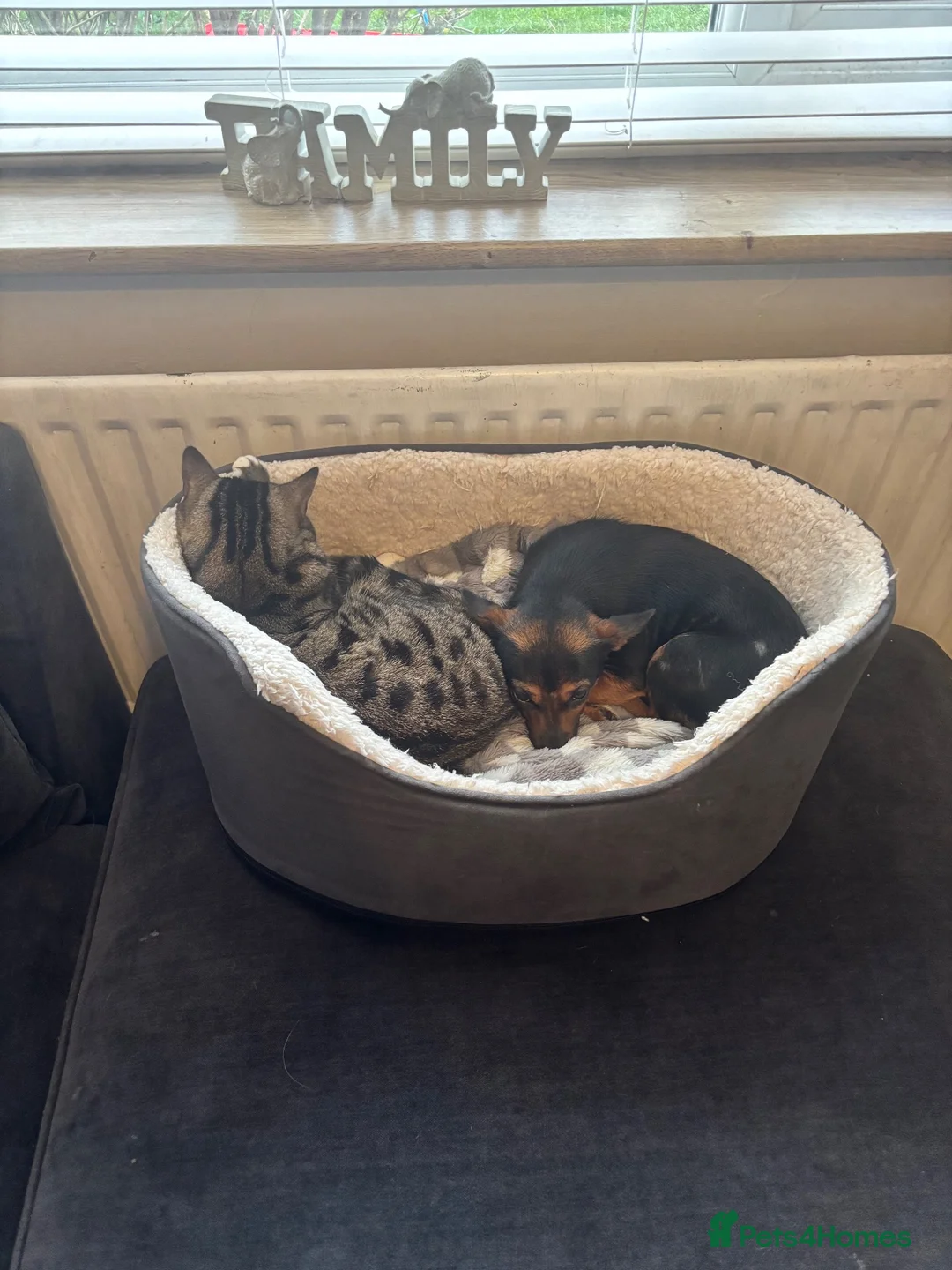 Mixed Breed cats for sale: Suzie 💕 just for a new family x  - Advert 6