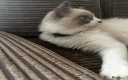 Ragdoll cats for sale: Male Ragdoll kittens - Image 13
