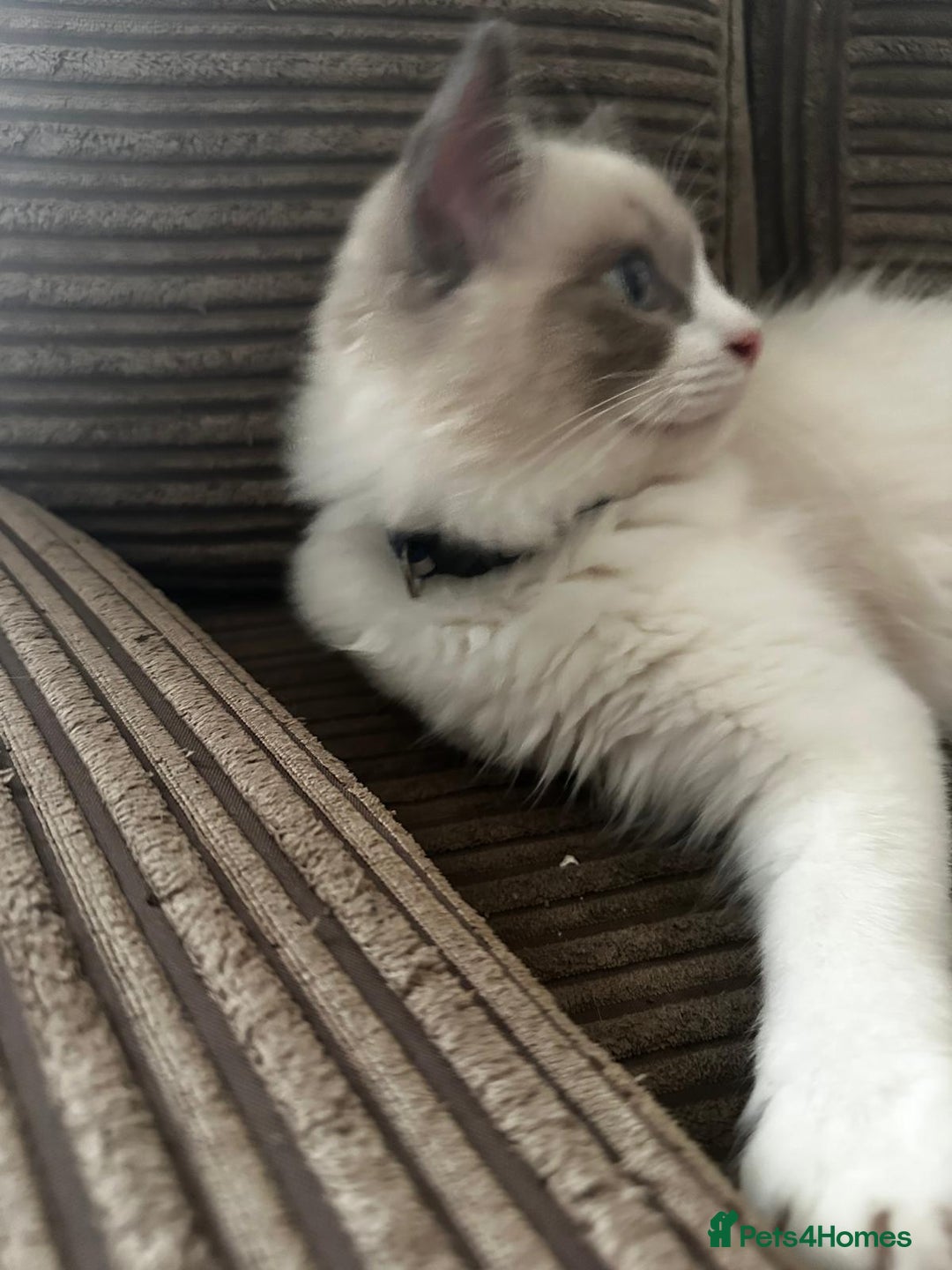 Ragdoll cats for sale: Male Ragdoll kittens - Image 13