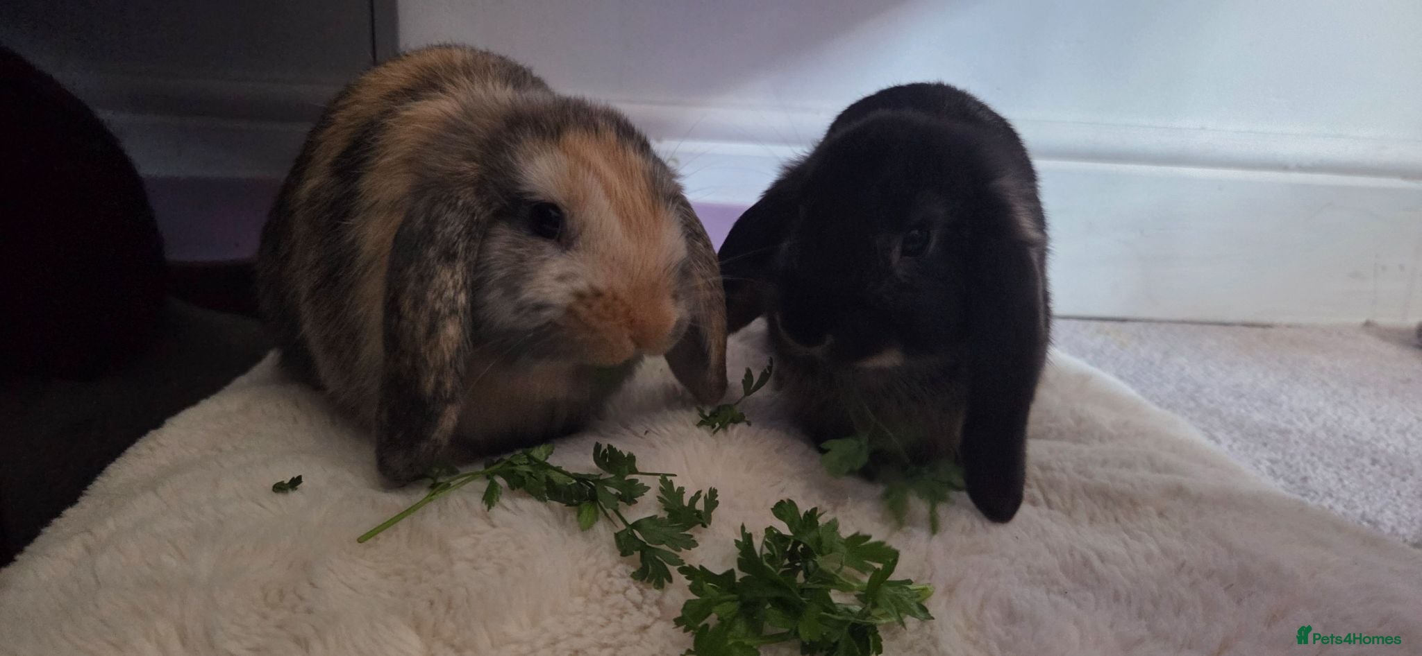 Mini Lop rabbits Two boys and two girls wait for new home - Advert 8