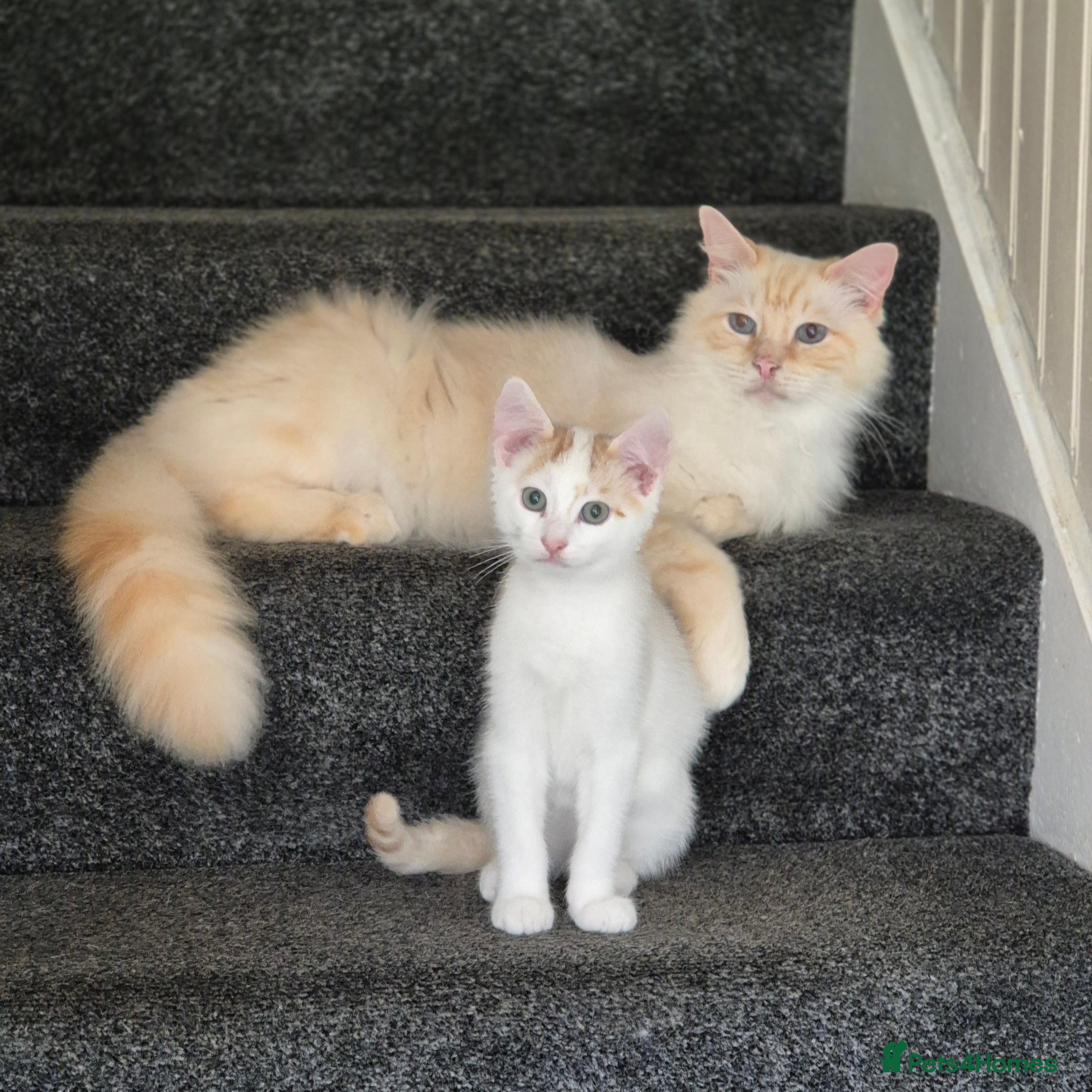 Ragdoll cats 2 cats looking for a forever home - Advert 2