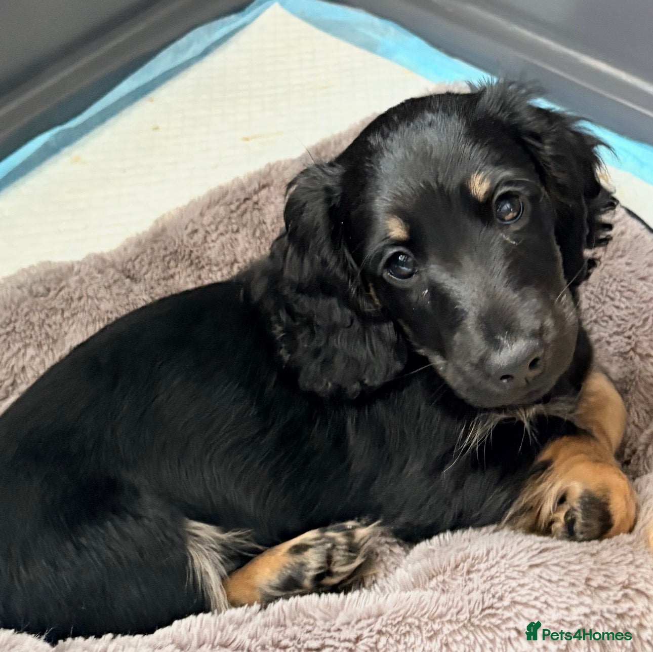 Miniature Dachshund dogs Beautiful long hair miniature dachshund pups - Advert 3