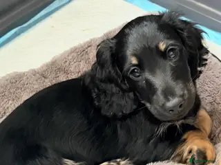 Miniature Dachshund dogs Beautiful long hair miniature dachshund pups - Advert 3