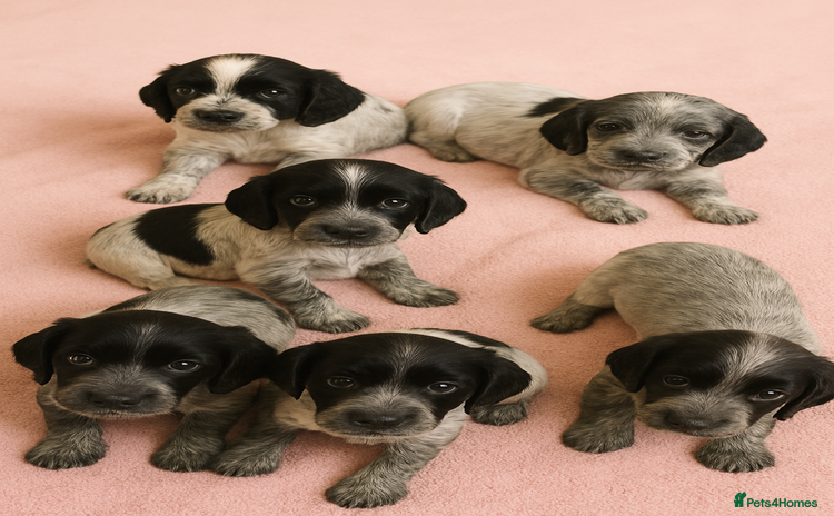 Cocker Spaniel dogs - Advert 2