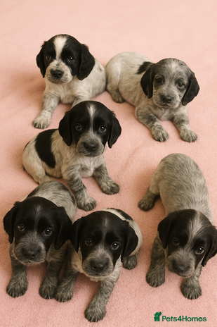 Cocker Spaniel dogs - Advert 3