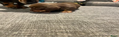 Dachshund Puppy 4