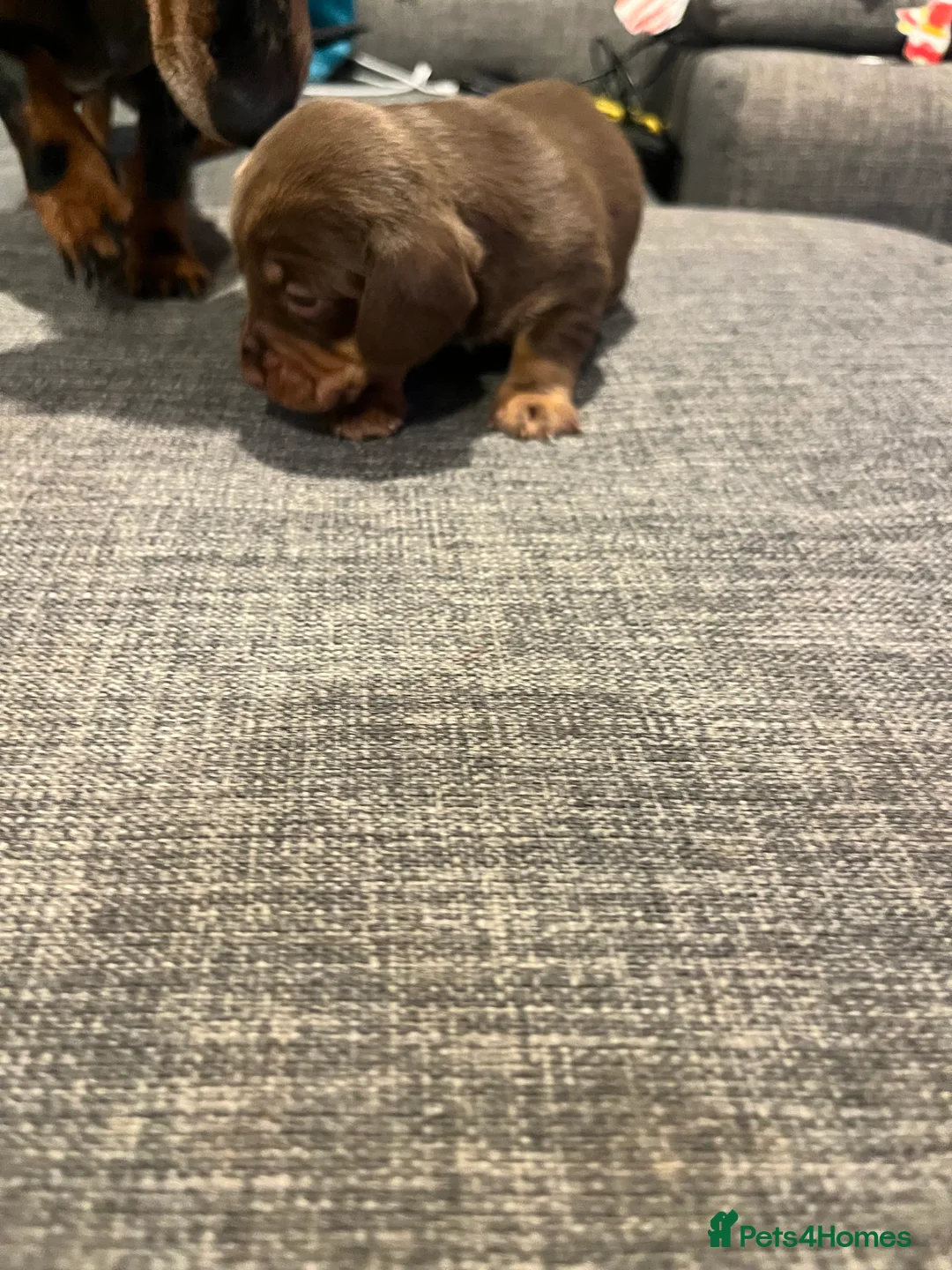 Dachshund dogs for sale: 6 gorgeous little pups - Advert 6