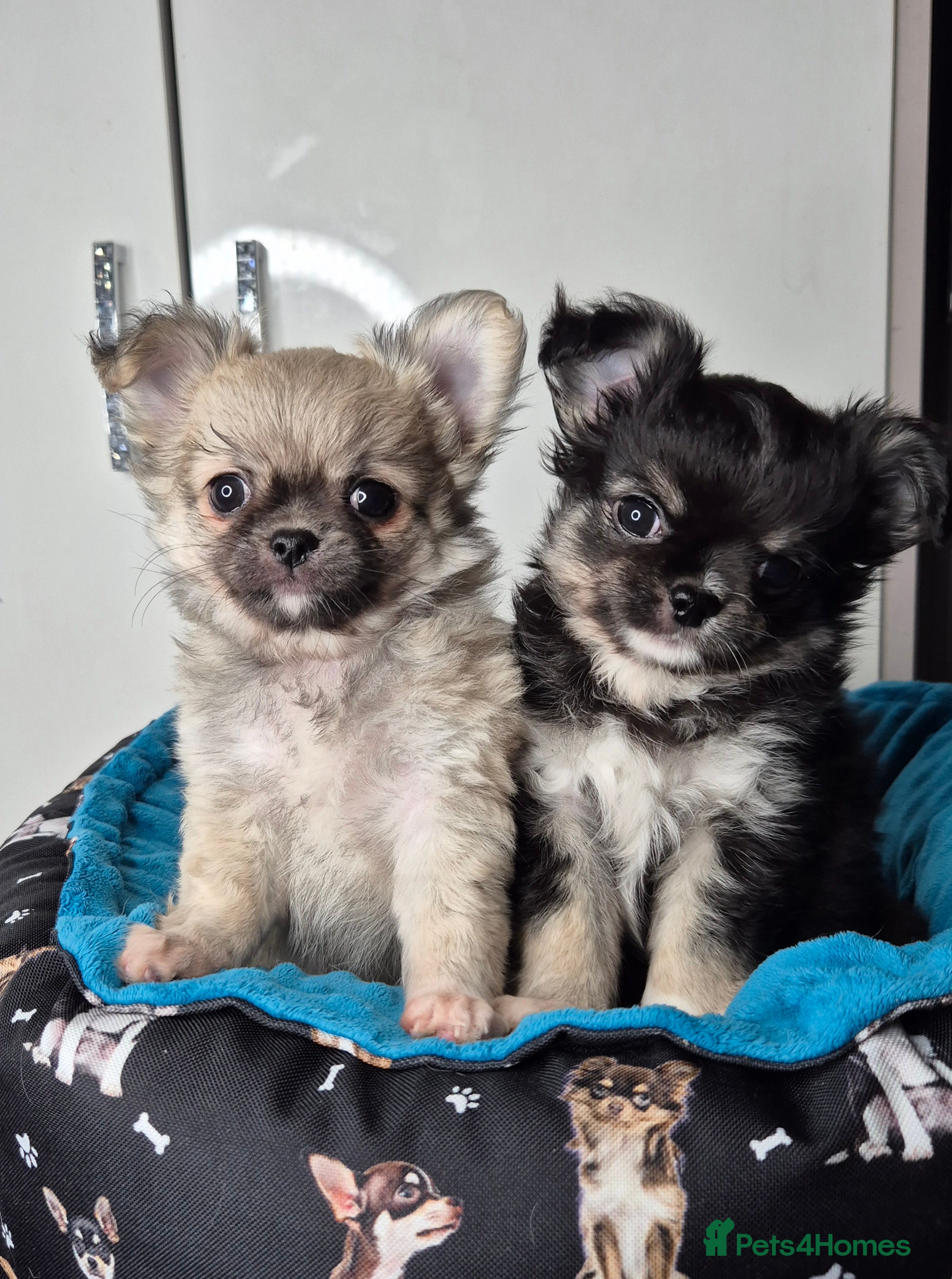 Chihuahua dogs ⚜️KC registered tiny Chihuahua puppies  - Advert 4