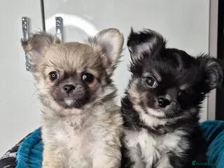 Chihuahua dogs ⚜️KC registered tiny Chihuahua puppies - Advert 6