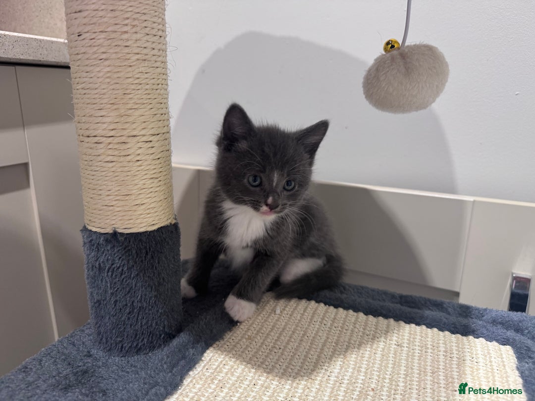 American Shorthair cats for sale: 1 grey male and 2 female for sale  - Advert 2