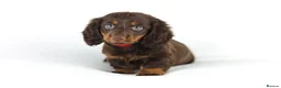 Miniature Dachshund dogs for sale: 4 male Dachshunds - Advert 14
