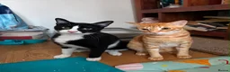 Mixed Breed cats for adoption: Two Cats for Indoor Adoption Together in Bridgend - Advert 6