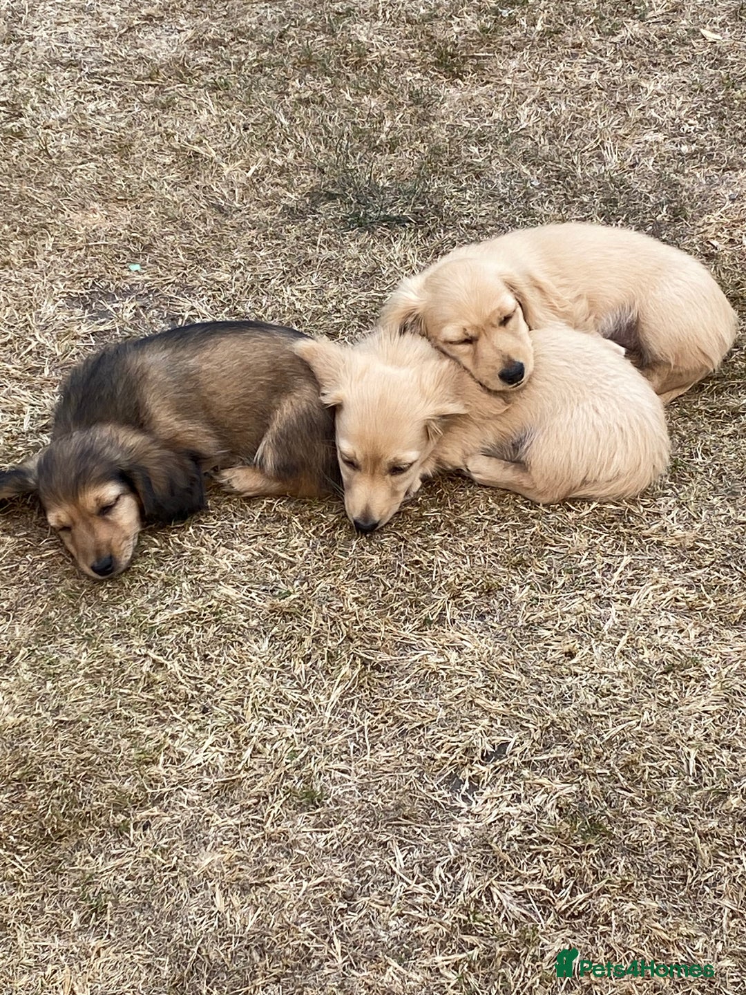 Miniature Dachshund dogs for sale: English Cream Mini Long Haired Dachshund  - Image 18