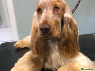 Cocker Spaniel dogs in Northallerton - Advert 3