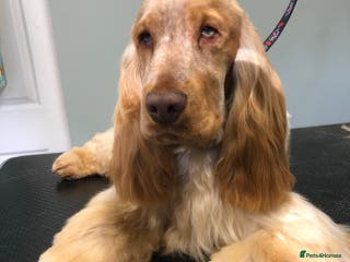 Cocker Spaniel dogs 🧡🧡 KC REG Stud Orange Roan Show Cocker Spaniel in Northallerton - Advert 3