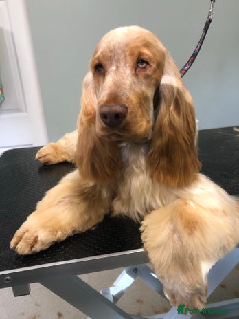 Cocker Spaniel dogs in Northallerton - Advert 1