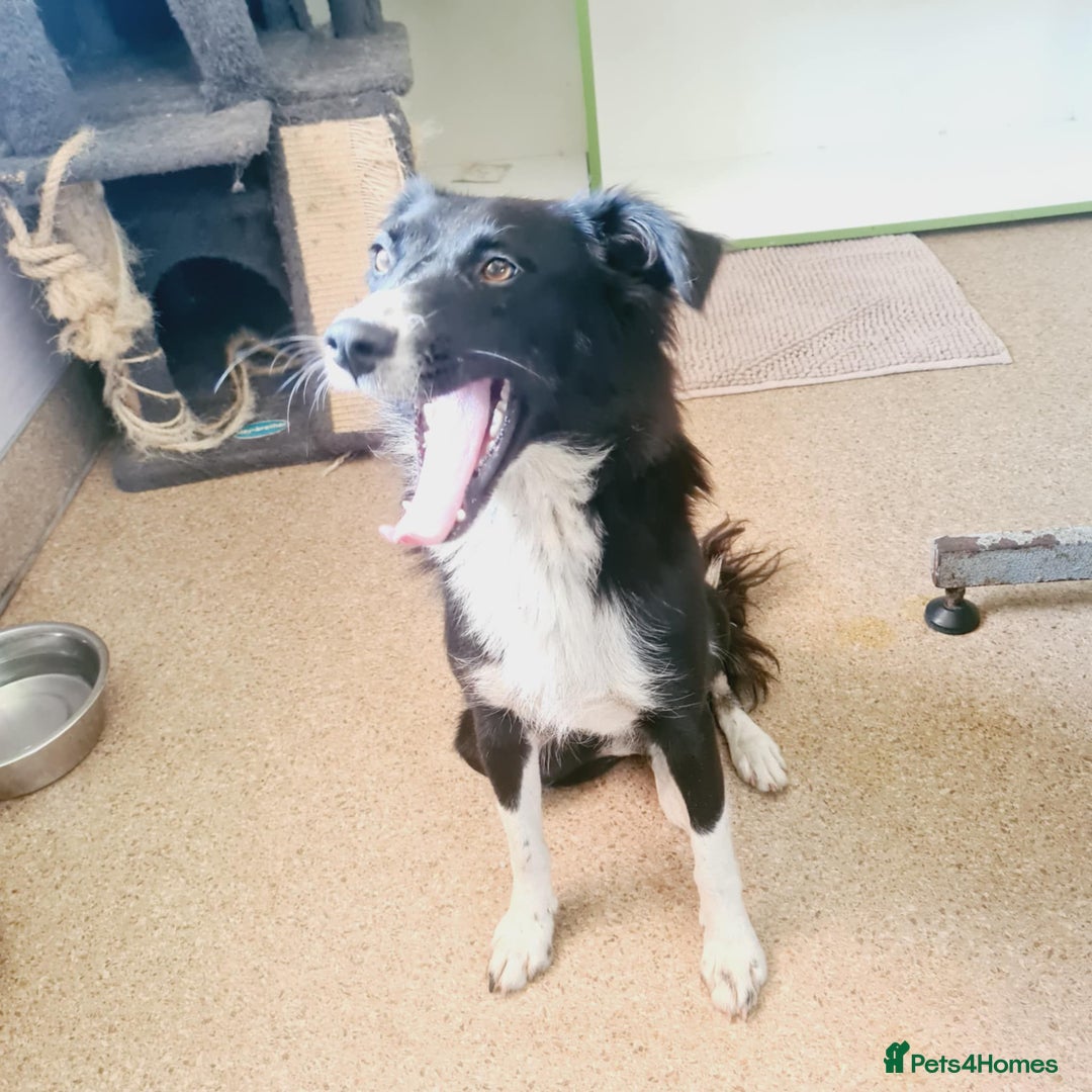 Mixed Breed dogs for adoption: 🐾🩷CANDY, a marvellous girl for a Loving Home🐾🏡 - Image 2