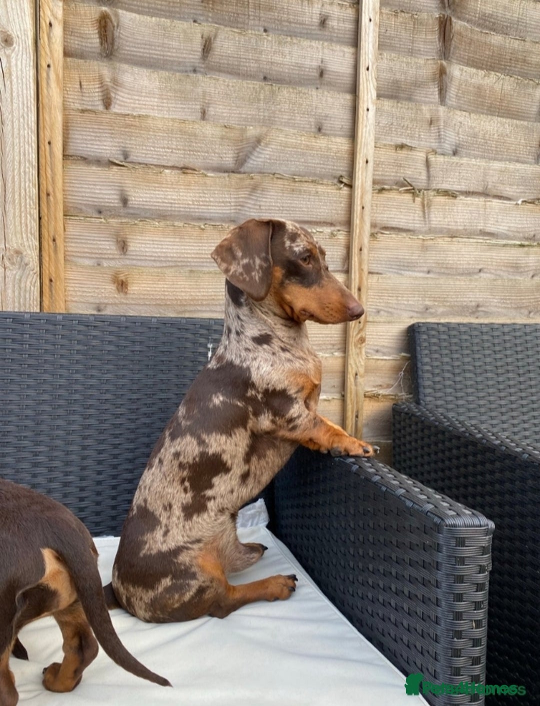 Miniature Dachshund dogs for sale: Miniature Dachshunds  in Diss - Image 19