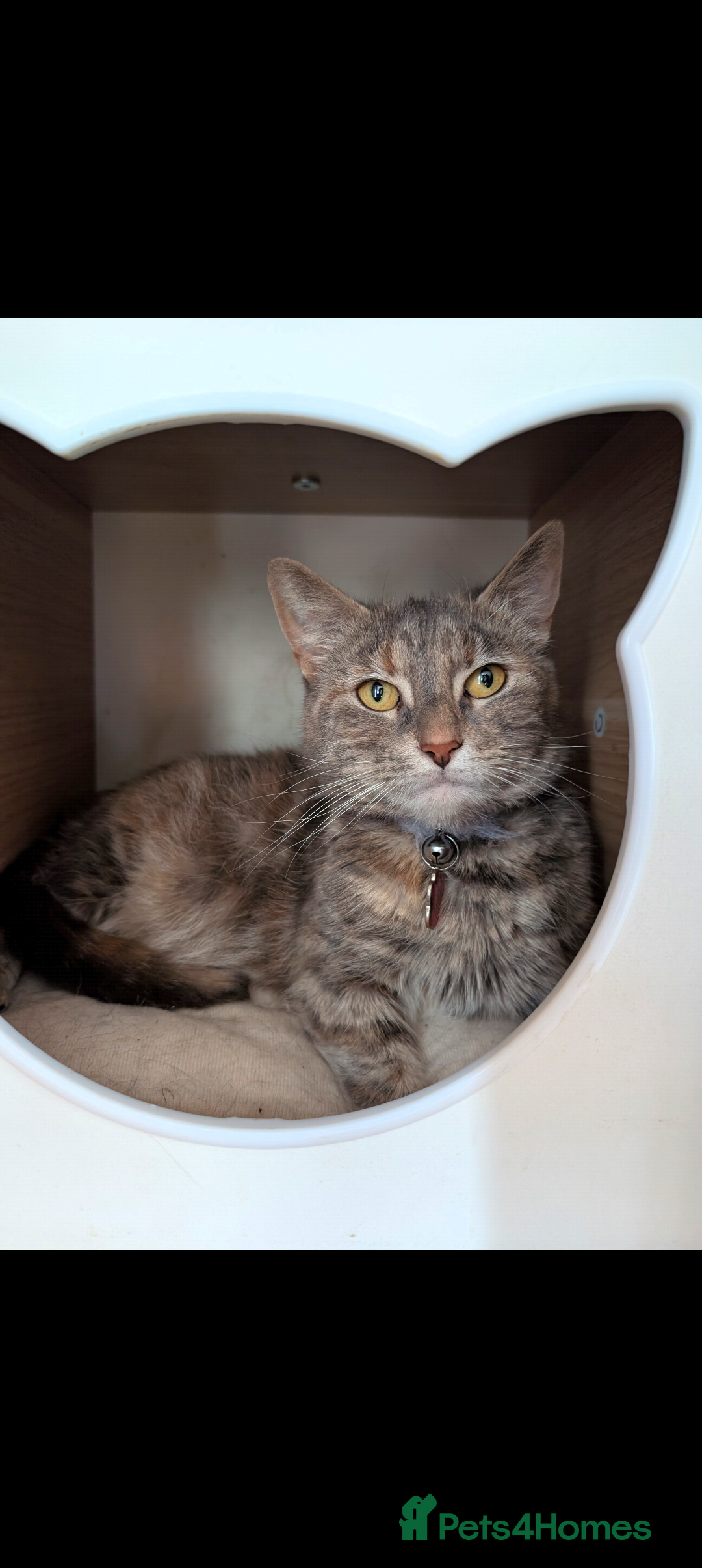 Mixed Breed cats Grey tabby looking for quiet home - Advert 1