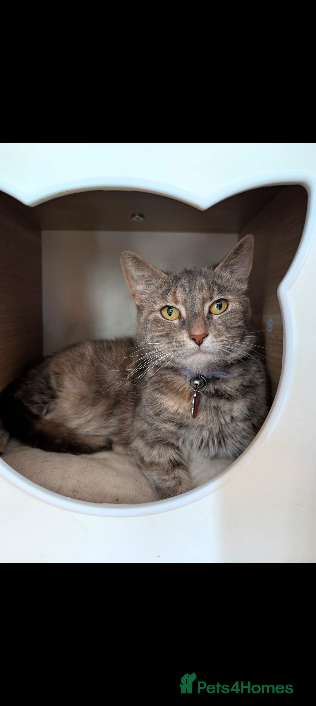 Mixed Breed cats for sale: Grey tabby looking for quiet home - Advert 1