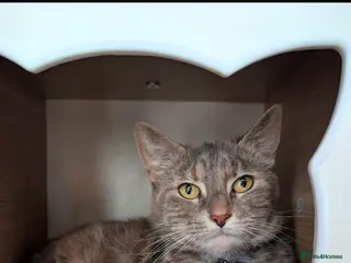 Mixed Breed cats Grey tabby looking for quiet home - Advert 1