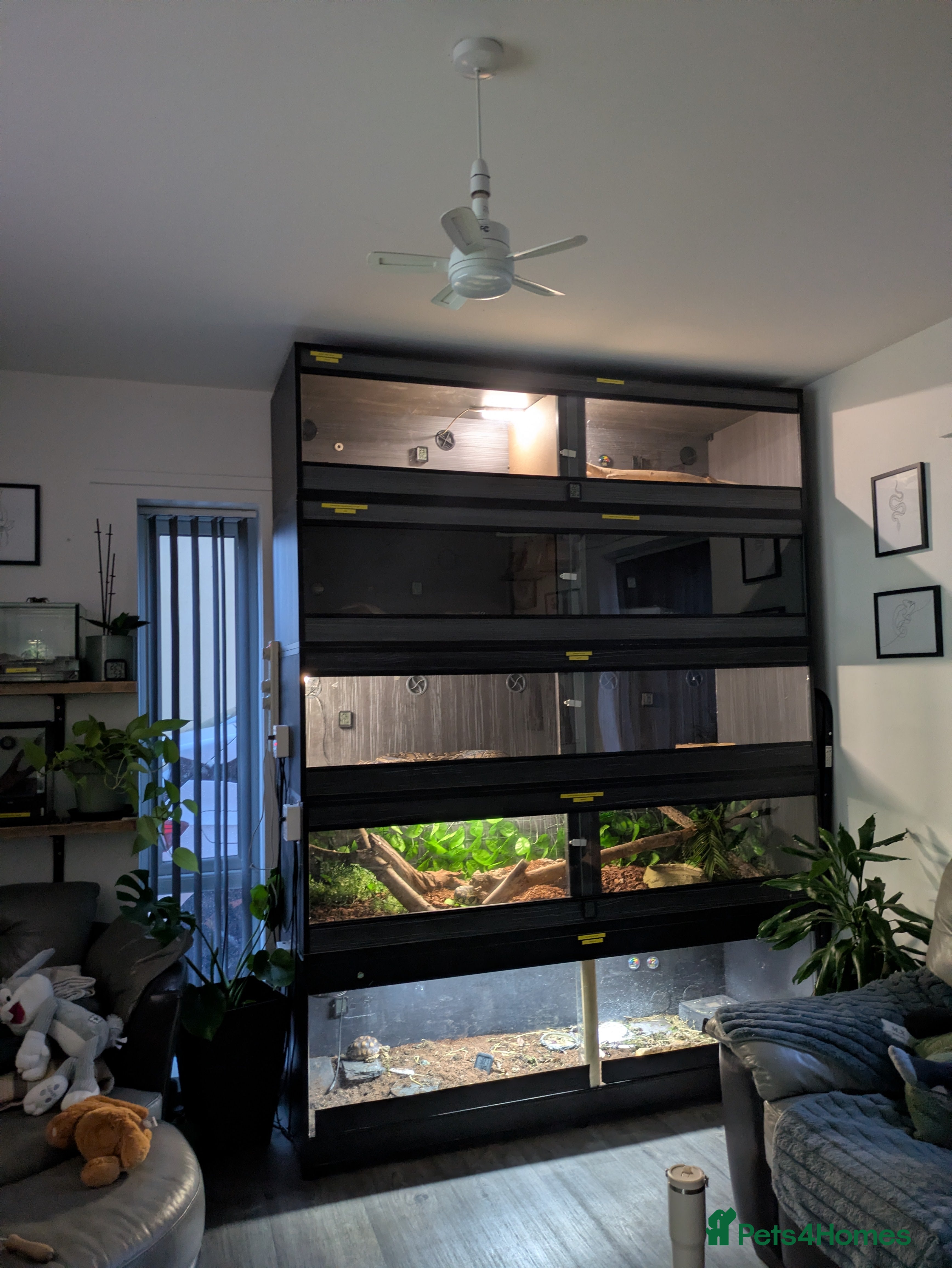 Mixed Breed reptiles 8x Snakes 1x African pygmy hedgehog+set up 3x vivs - Advert 1