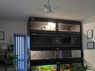 Mixed Breed reptiles 7x Snakes 1x African pygmy hedgehog+set up 3x vivs in Sudbury - Advert 2