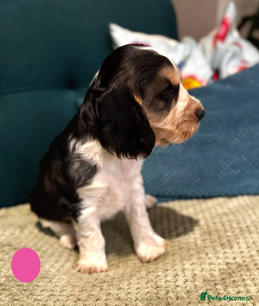 Cocker Spaniel dogs for sale: Fantastic Show / Working Cocker Spaniels - Advert 33