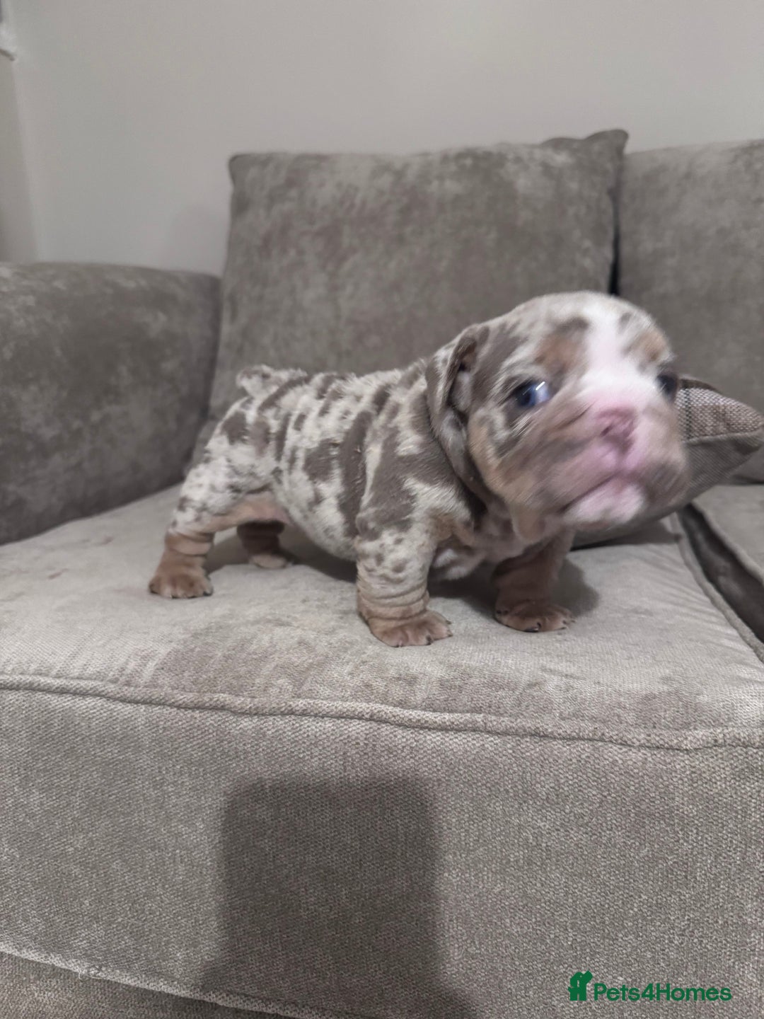 English Bulldog dogs for sale: English Bulldogs ready to leave 10/12/25  - Advert 13