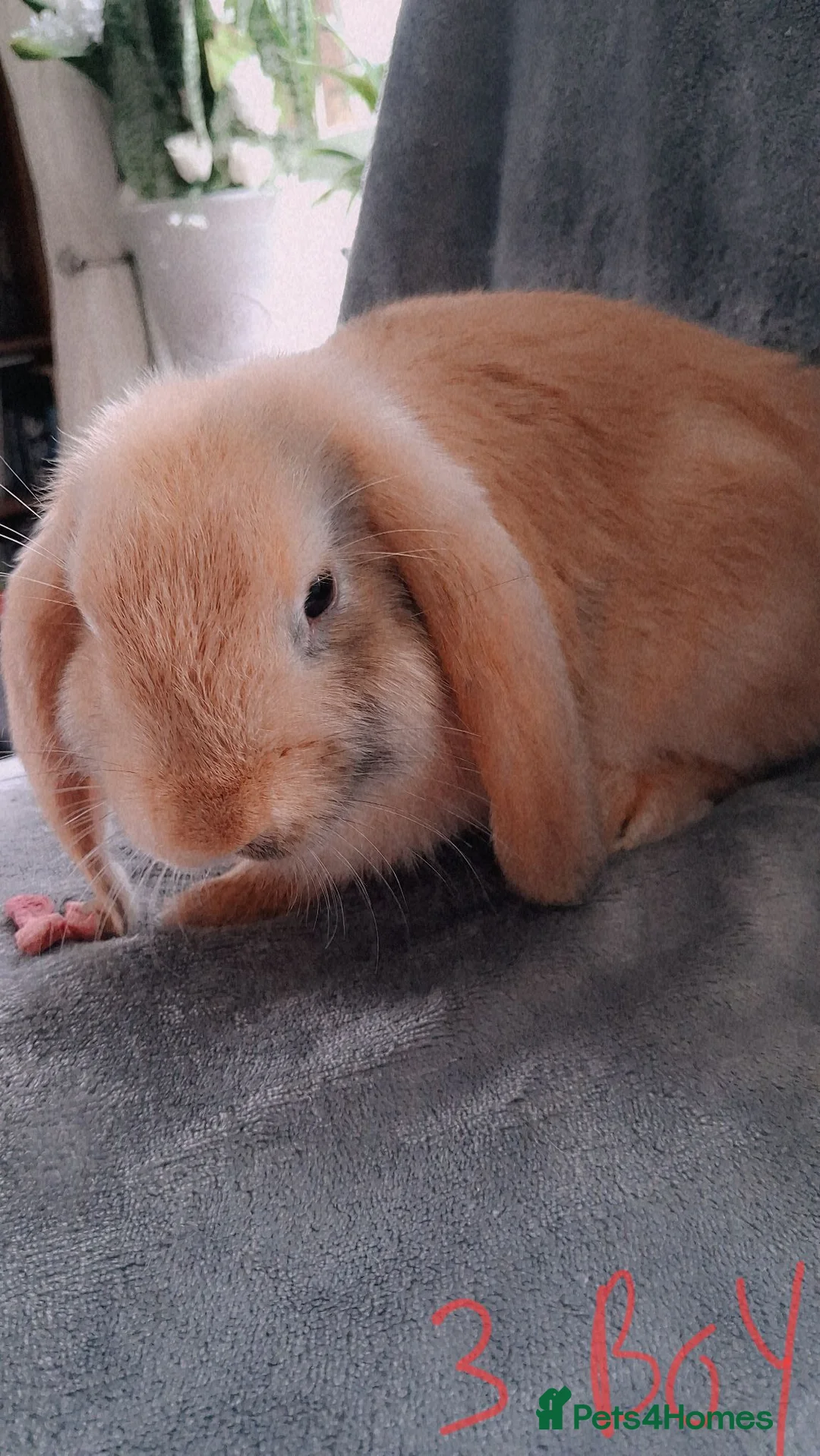 French Lop rabbits for sale: French lop x plush mini lop  - Advert 7