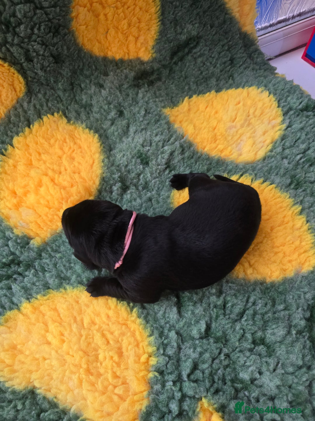 Labrador Retriever dogs for sale: KC Registered Labrador Puppies. - Advert 23