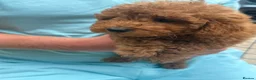 Toy Poodle dogs for sale: Toy poodle puppies - Advert 6