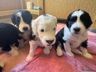 Sheepadoodle dogs F1 Sheepadoodles for sale Ready 19th April - Advert 18