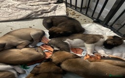 Mixed Breed dogs for sale: Bullsky puppies  - Advert 22