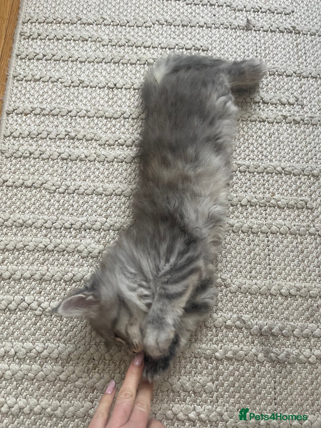 Maine Coon cats for sale: 💛LAST Sweet MaineCoons looking for forever home💛 - Advert 4