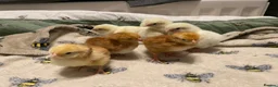 Chickens poultry for sale: Goldline chicks. Quail chicks. Pair of geese - Advert 5