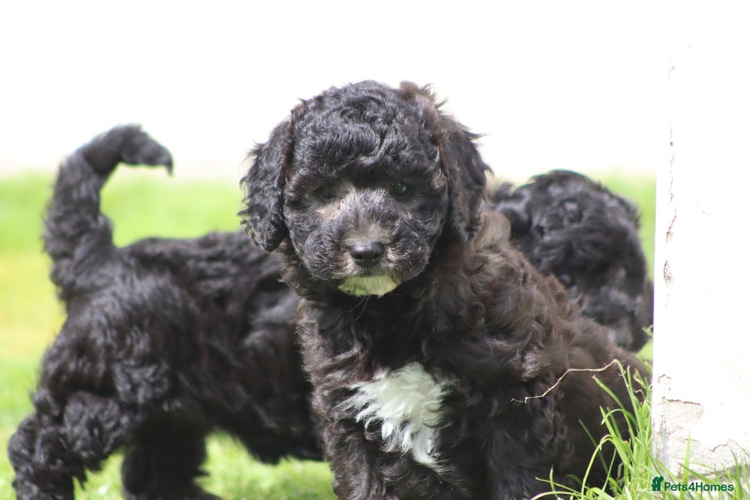 Cavapoochon dogs for sale: Beautiful Cavapoochon female puppy for sale - Image 7