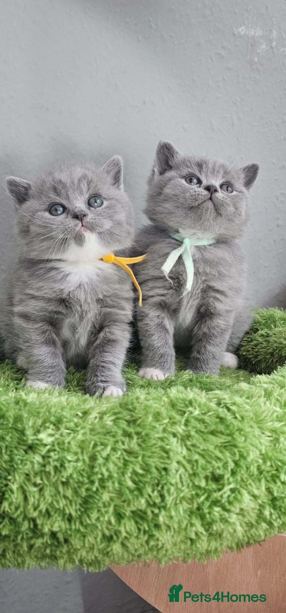 British Shorthair cats British Shorthair Kittens GCCF - Advert 1