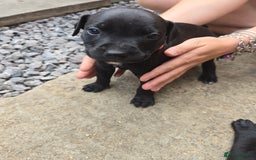 Staffordshire Bull Terrier dogs for sale: Staffordshire bull terrier puppies  - Image 9