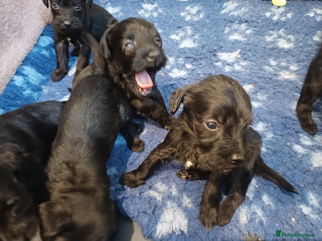 Schnoodle dogs for sale: Schnoodles - poodle and schnauzer mix - Advert 4