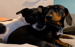 Mixed Breed dogs for sale: Doxie-Dales  - Image 38
