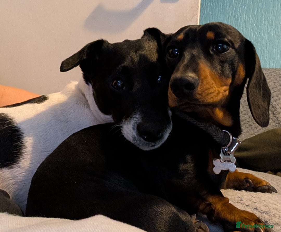 Mixed Breed dogs for sale: Doxie-Dales  - Image 38