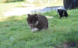 Pomsky dogs for sale: Merle Genuine Toy Size  Pomsky Puppies - Image 3