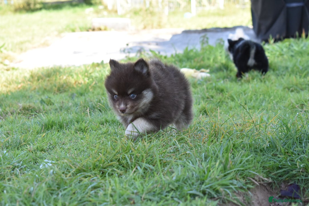 Pomsky dogs for sale: Merle Genuine Toy Size  Pomsky Puppies - Image 3